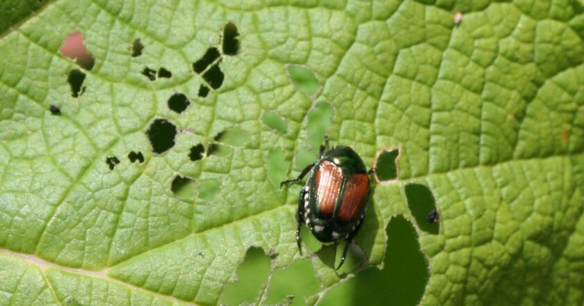 Tips for treating destructive Japanese beetles