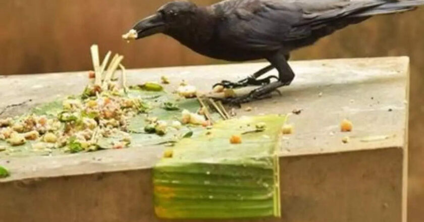 Why one should feed black crow as per Hindu Shastras