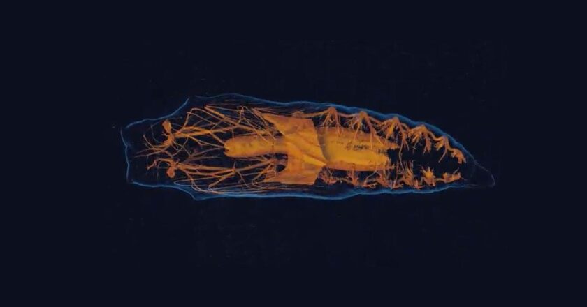 How Insect Brains Melt and Rewire During Metamorphosis