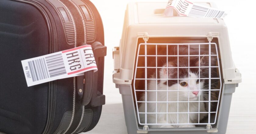The 9 Best Airline-Approved Pet Carriers, According to Reviews