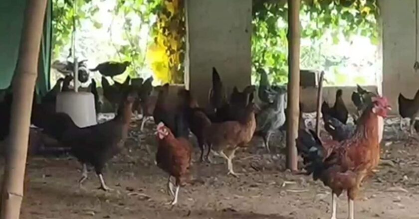 In Bihar’s Bhojpur, Two Young Men Lead The Poultry Farm Boom