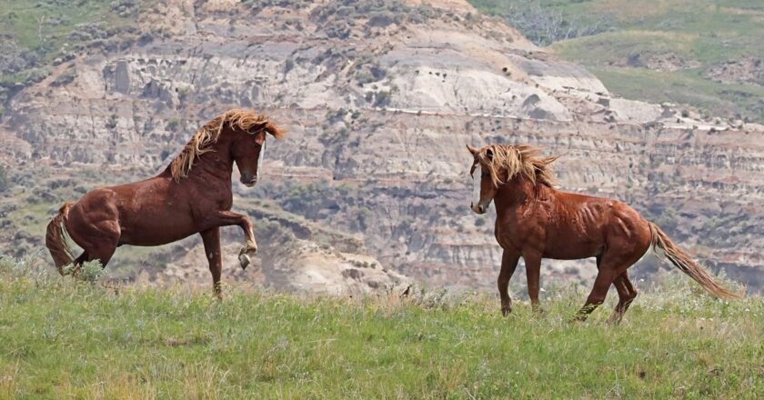 Trysts, Love Triangles and Flowing Hair. The Plot Twist: It’s About Horses