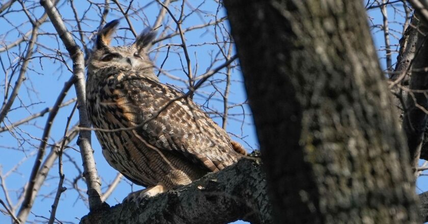 Capture Flaco the Owl