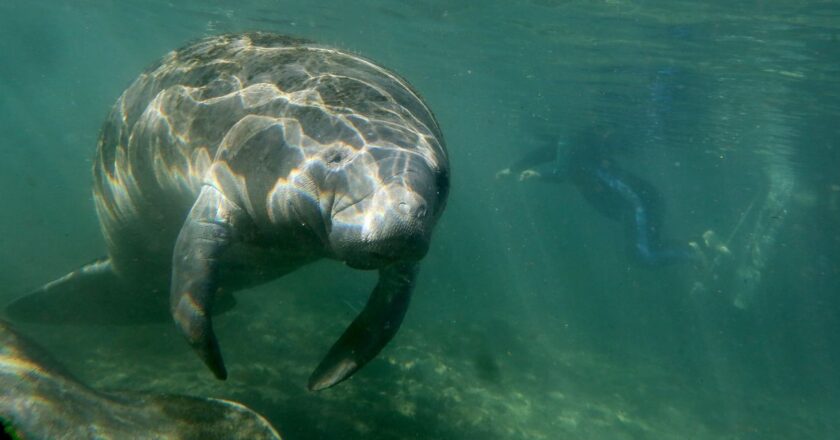 Florida manatees are heading into the critical winter season in a healthier condition than they have been in recent years.