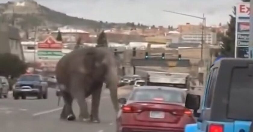 Elephant Roams Montana Streets After Escaping Circus