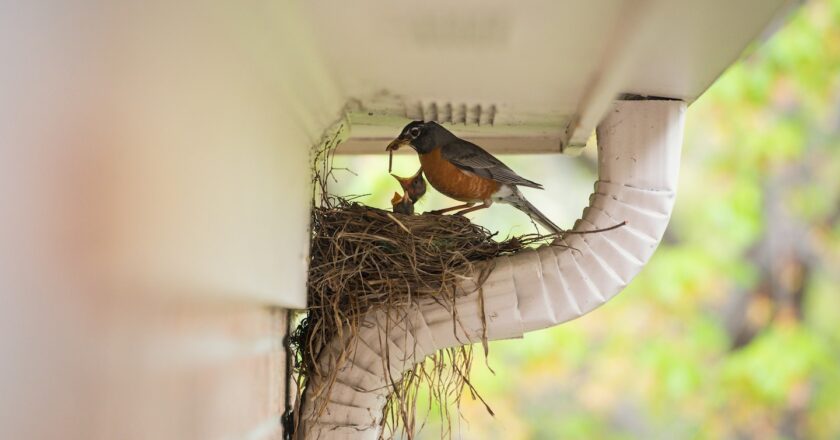 How to keep a bird nest safe