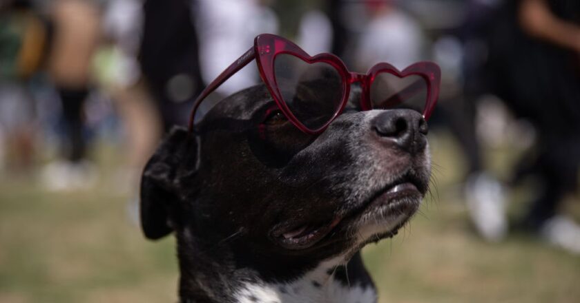 How Will the Solar Eclipse Affect Animals? NASA Needs Your Help to Find Out