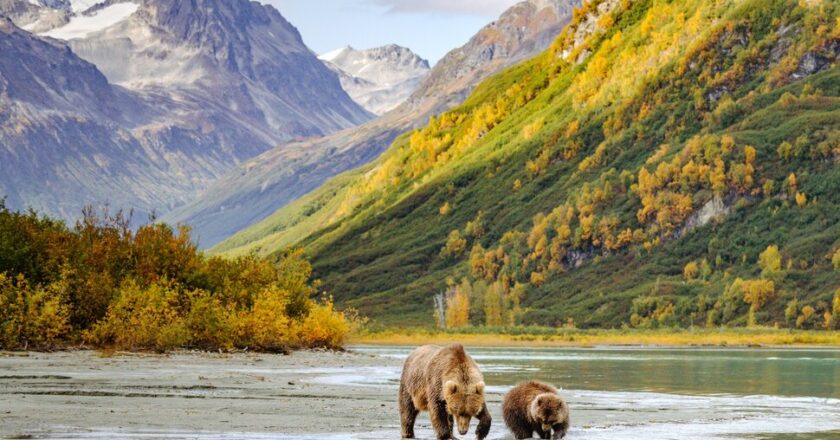 The Best Alaska Tours