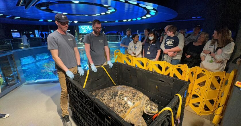 Ancient sea turtle housed at Boston aquarium for more than 50 years passes another physical